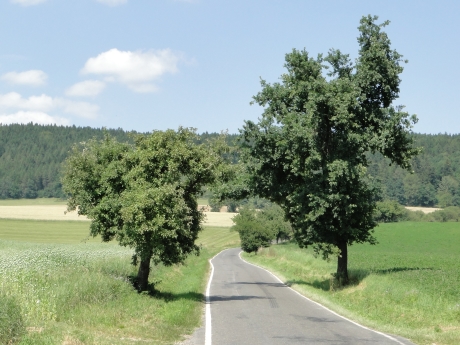 jenikovec
