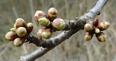 poupata