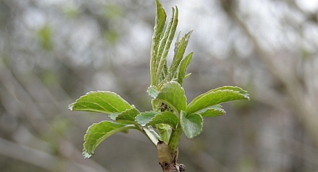 jarni raseni
