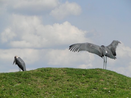 safari dvur kralove nad labem