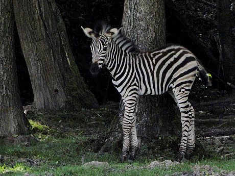 safari dvur kralove nad labem