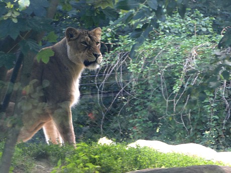 safari dvur kralove nad labem