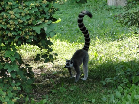 safari dvur kralove nad labem