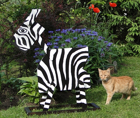 zebra