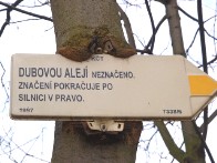 Dubová alej u Malče